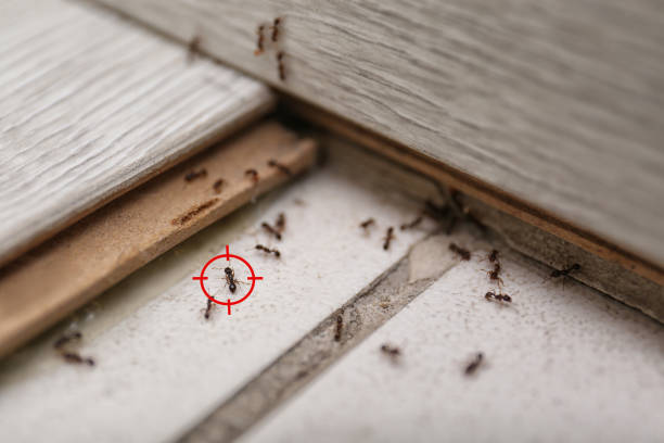 Best Wildlife Control Services  in Mims, FL