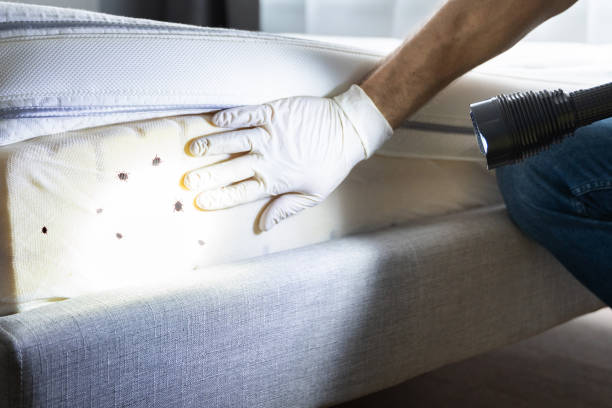 Best Pest Control Near Me in Mims, FL