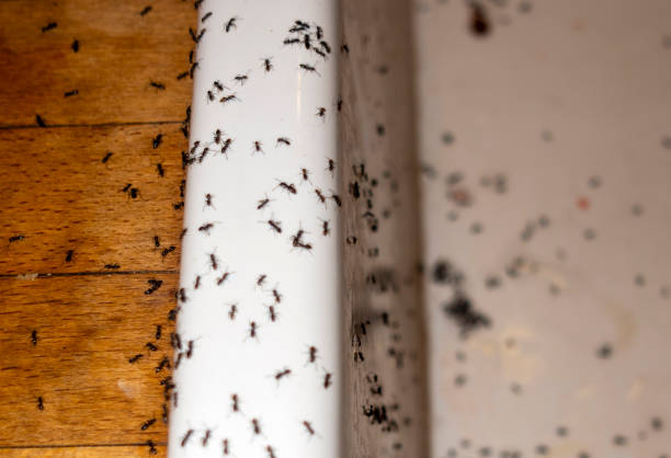Best Spider Control Near Me  in Mims, FL