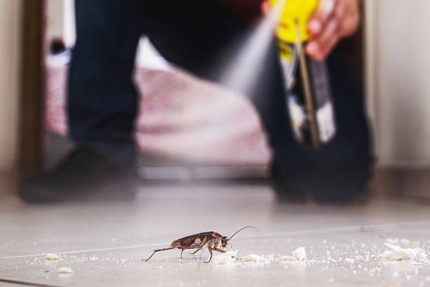 Spider Control Near Me in Mims, FL