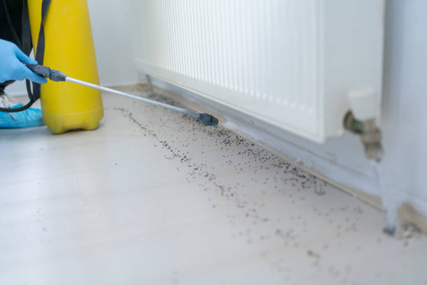 Best Best Pest Control Companies  in Mims, FL